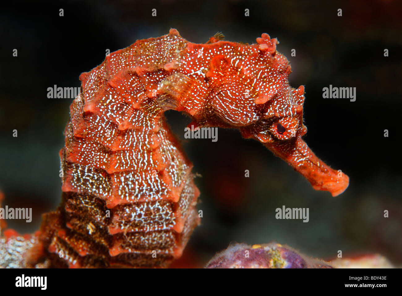 Cavalluccio Marino del pacifico (Hippocampus ingens) cugino Rock, Sito Patrimonio Mondiale dell'UNESCO, Arcipelago delle Galapagos, Ecuador, Oceano Pacifico Foto Stock