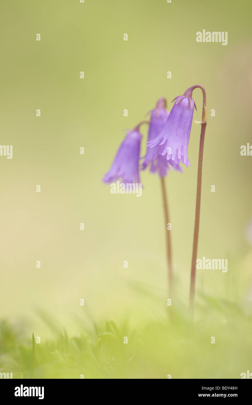 Piccolo Snowbell (Soldanella alpicola), Svizzera, Europa Foto Stock