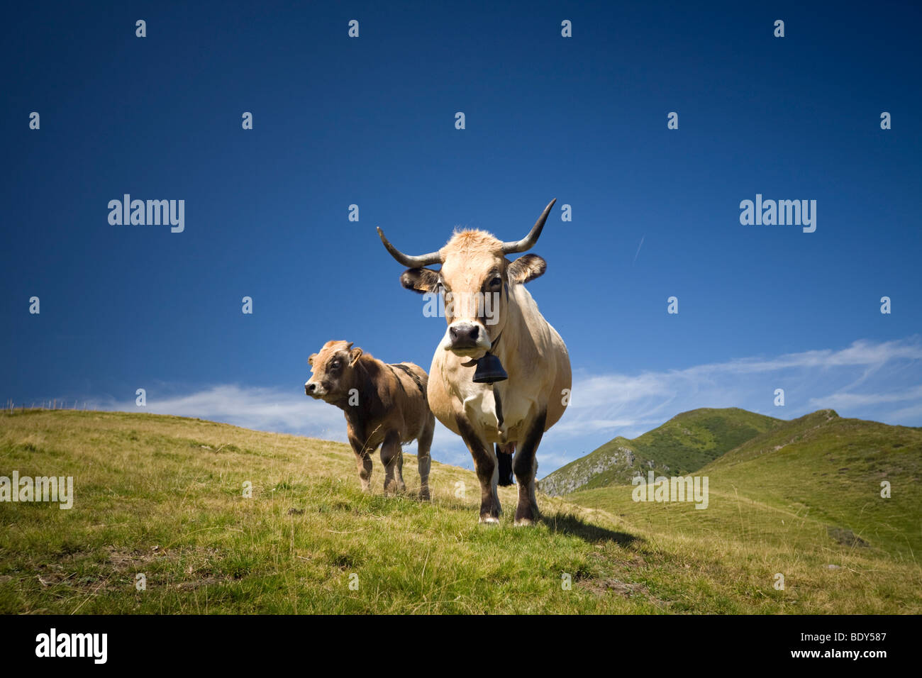 Sui monti del Cantal, un Aubrac mucca con vitello a piedi (Francia). Vache de razza Aubrac et figlio vitello dans les Monts du Cantal. Foto Stock