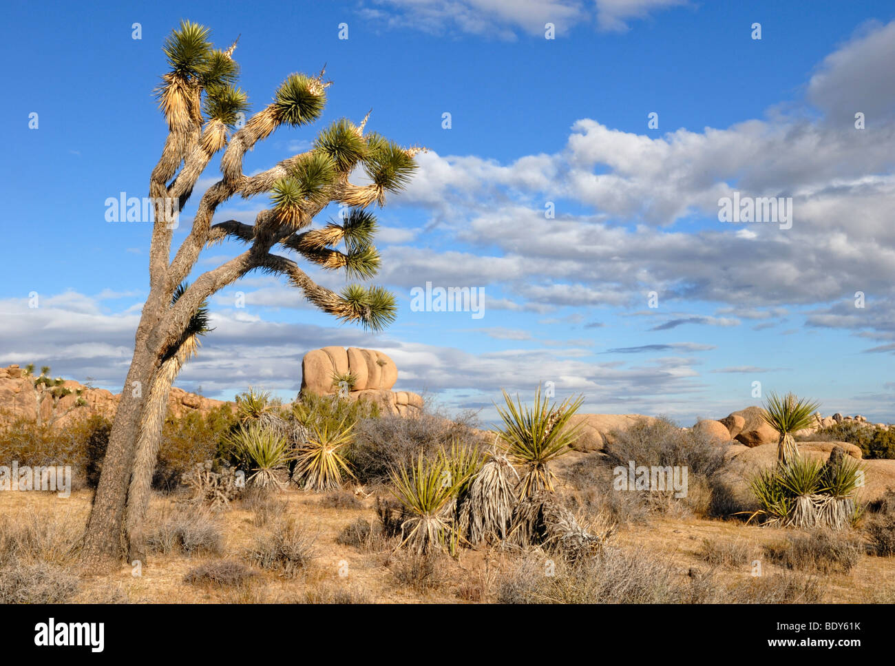 Joshua Tree (Yucca brevifolia) davanti a formazioni monzogranite, Joshua Tree National Park, Palm Desert, la California del Sud Foto Stock