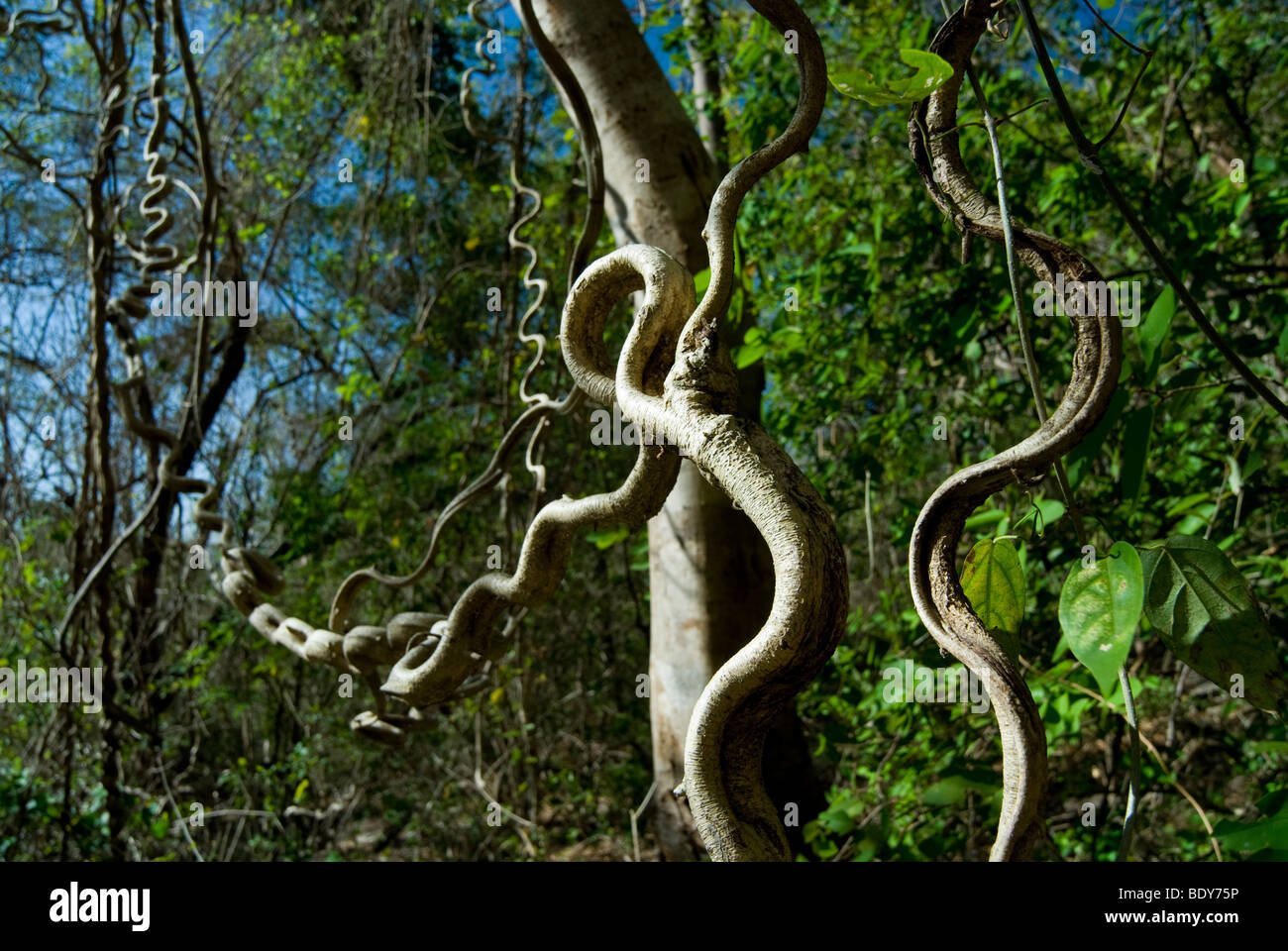 La scaletta di scimmia di vite (Bauhinia glabra), una liana. Foto Stock
