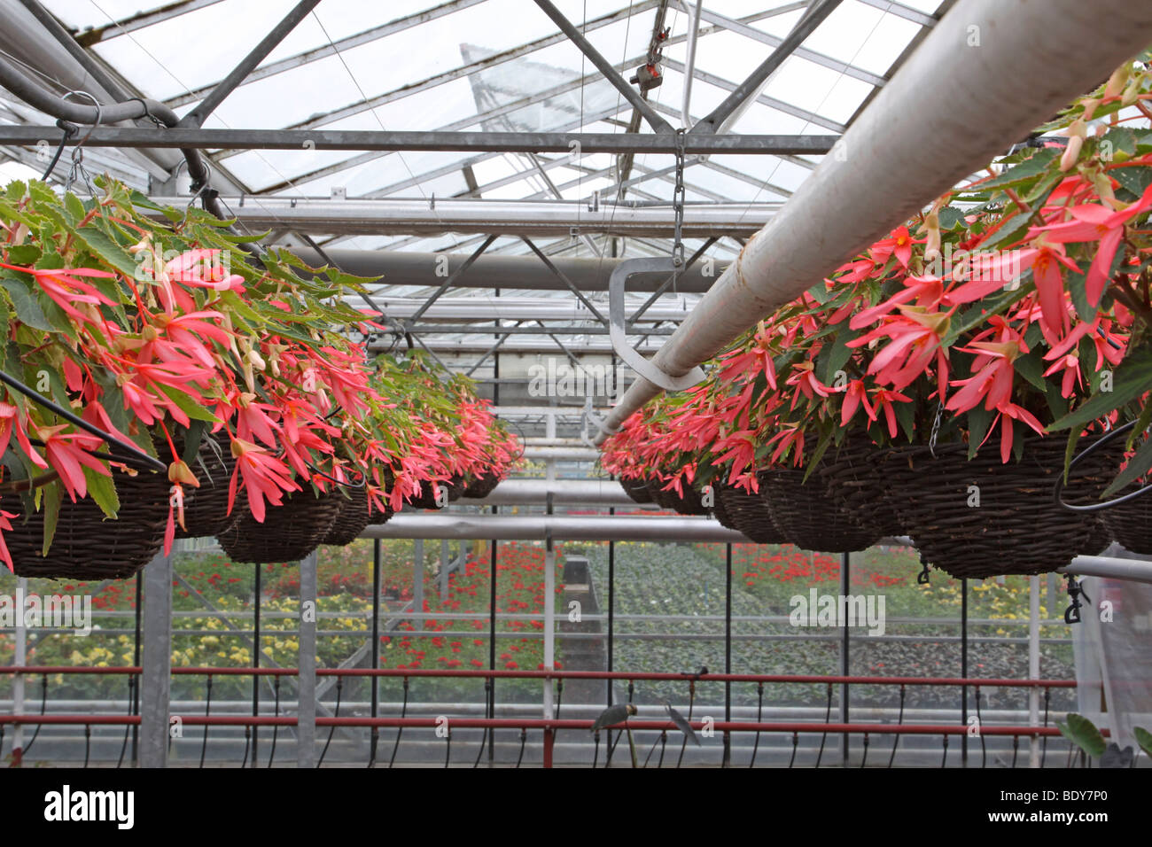 Begonia "Allure' nei cestini appesi appeso nel tetto di una serra vivaio Foto Stock