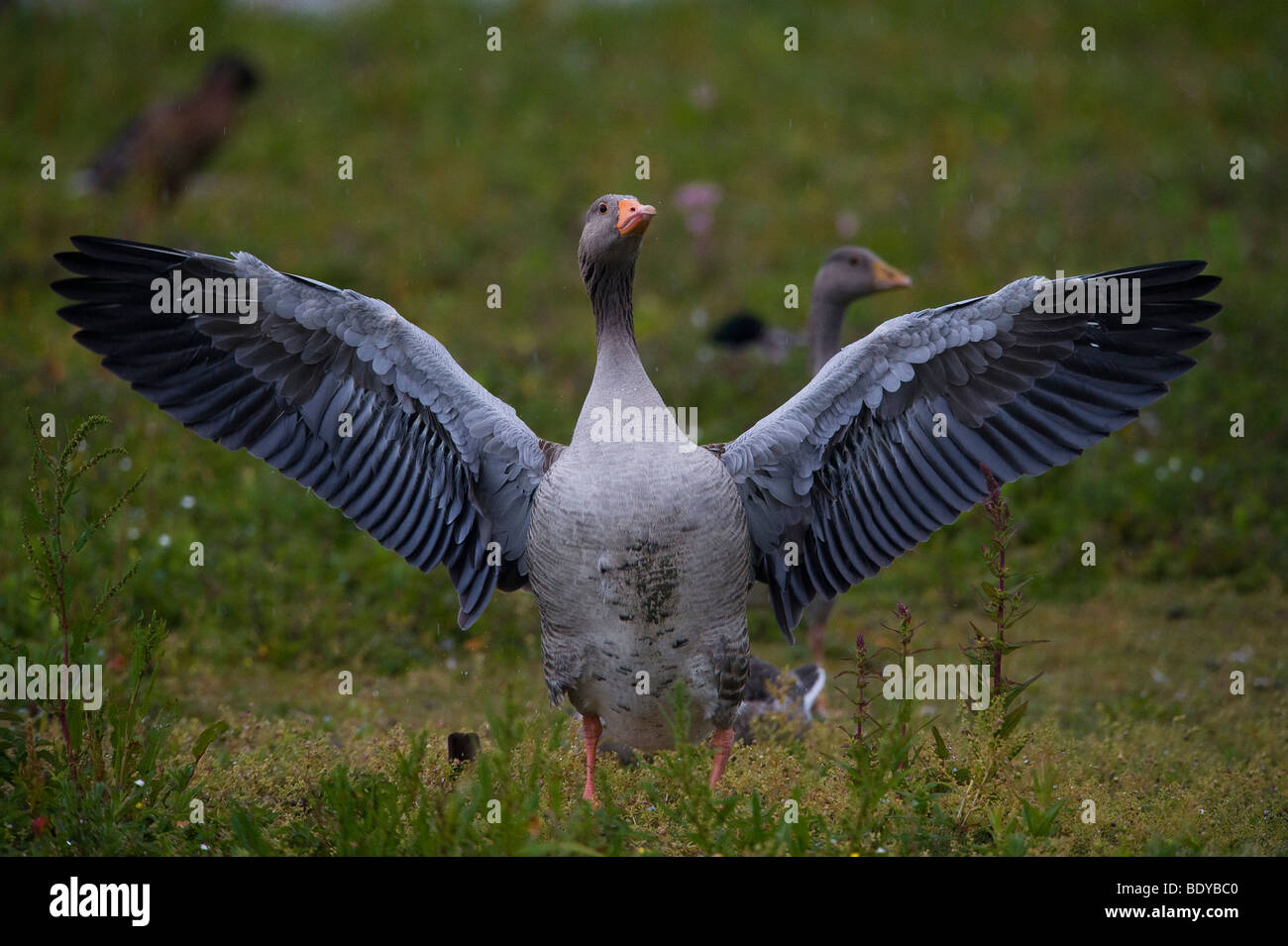 Graylag Goose (Anser anser), Parc du Marquenterre Ornithologique, Saint Quentin en Tourmont, Picardia, Francia, Europa Foto Stock