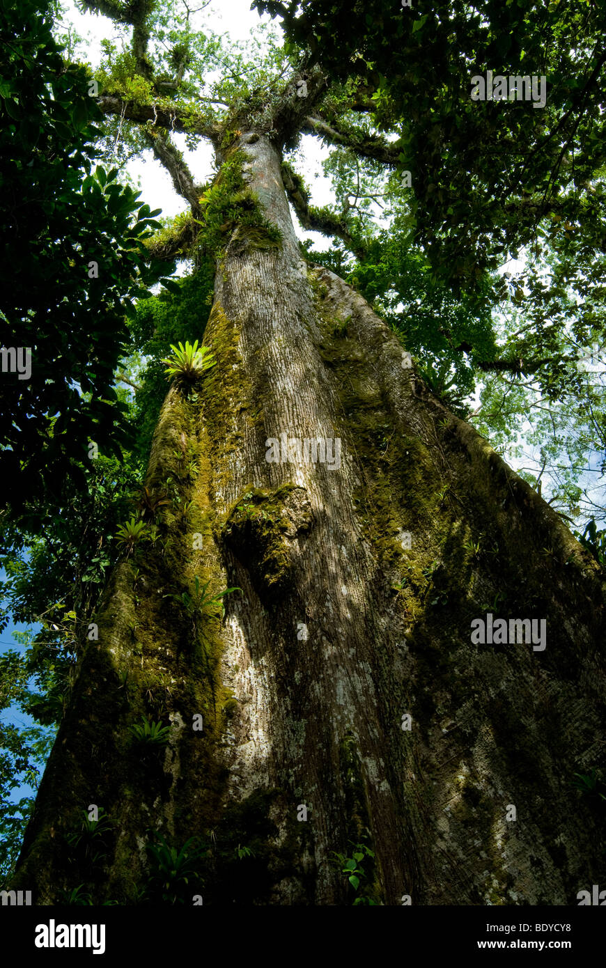 El Arbol de la Paz (un vecchio albero realizzato in un simbolo di pace da Oscar Arias Sanchez), Tenereio National Park, Costa Rica. Foto Stock