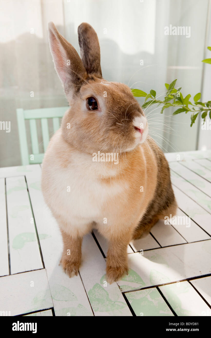 Coniglio seduto su un tavolo Foto Stock