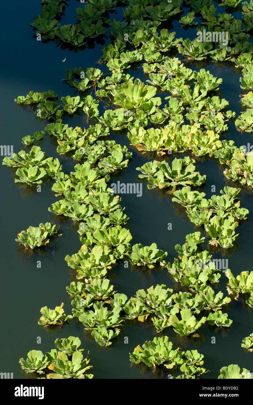 Cavolo acqua, acqua lattuga (Pistia stratiotes) drifting sulle rive di un fiume. Foto Stock