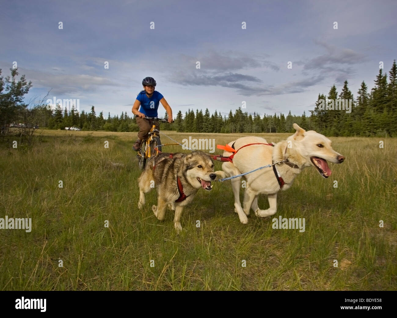 Alaskan Huskies, tirando una mountain bike, donna bikejoring, cane sport, pastosità del cane, terra asciutta Sled Dog Race, Yukon Territory, Ca Foto Stock