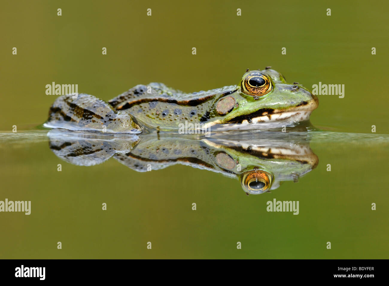 Acqua (rana Rana esculenta, Pelophylax kl. esculentus) con la riflessione Foto Stock