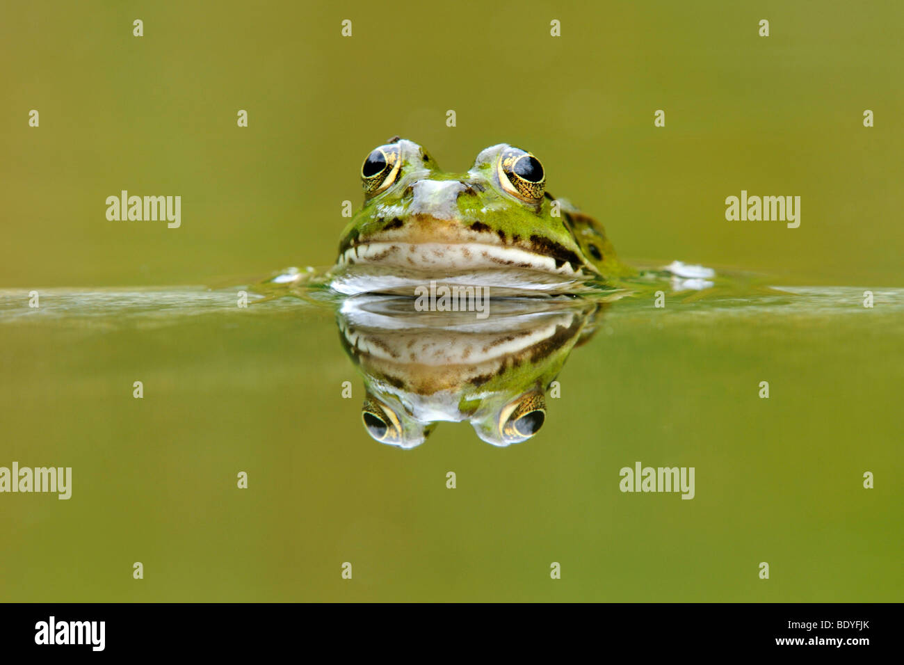 Acqua (rana Rana esculenta, Pelophylax kl. esculentus) con la riflessione Foto Stock