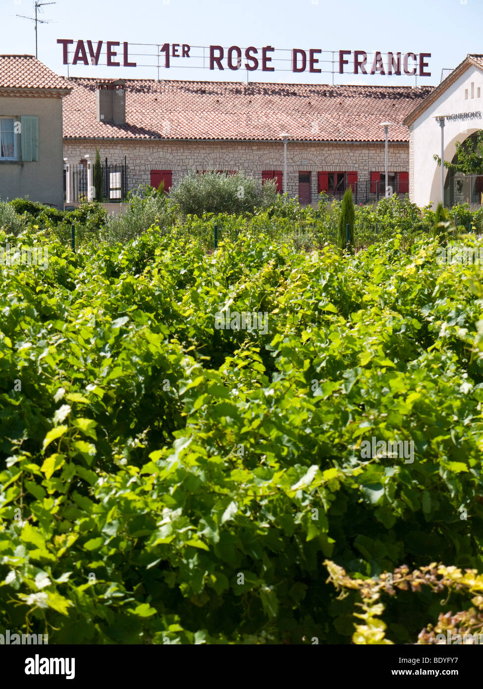 Un vigneto di fronte alla viticoltura cooperativa di Tavel. Il Tavel vintners rivendicazione per produrre il miglior vino rosato in Francia. Foto Stock
