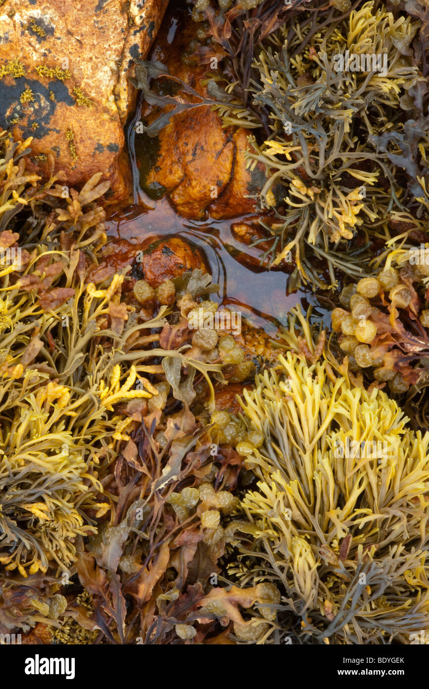 Immagine macro alghe sulla spiaggia a Ord, Isola di Skye in Scozia, Regno Unito, Europa Foto Stock