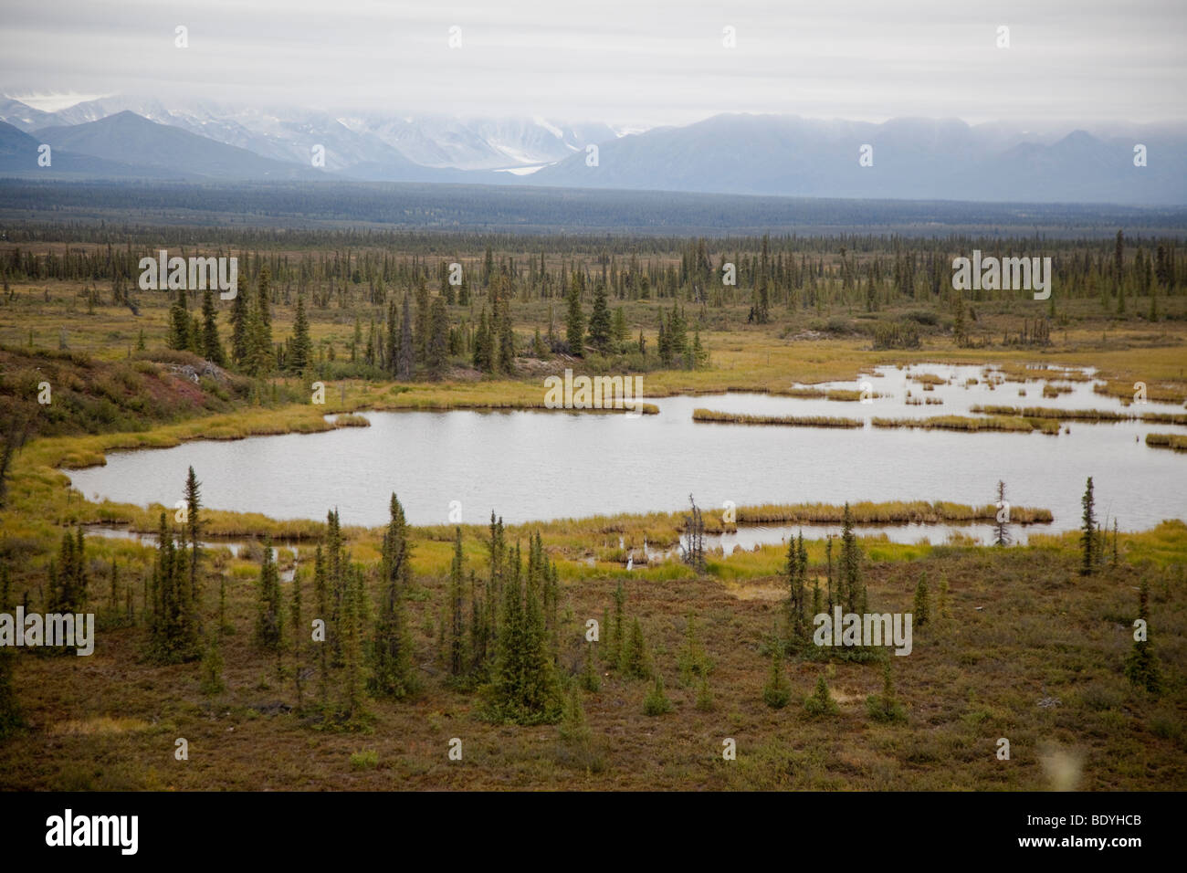 La foresta boreale in Alaska Foto Stock