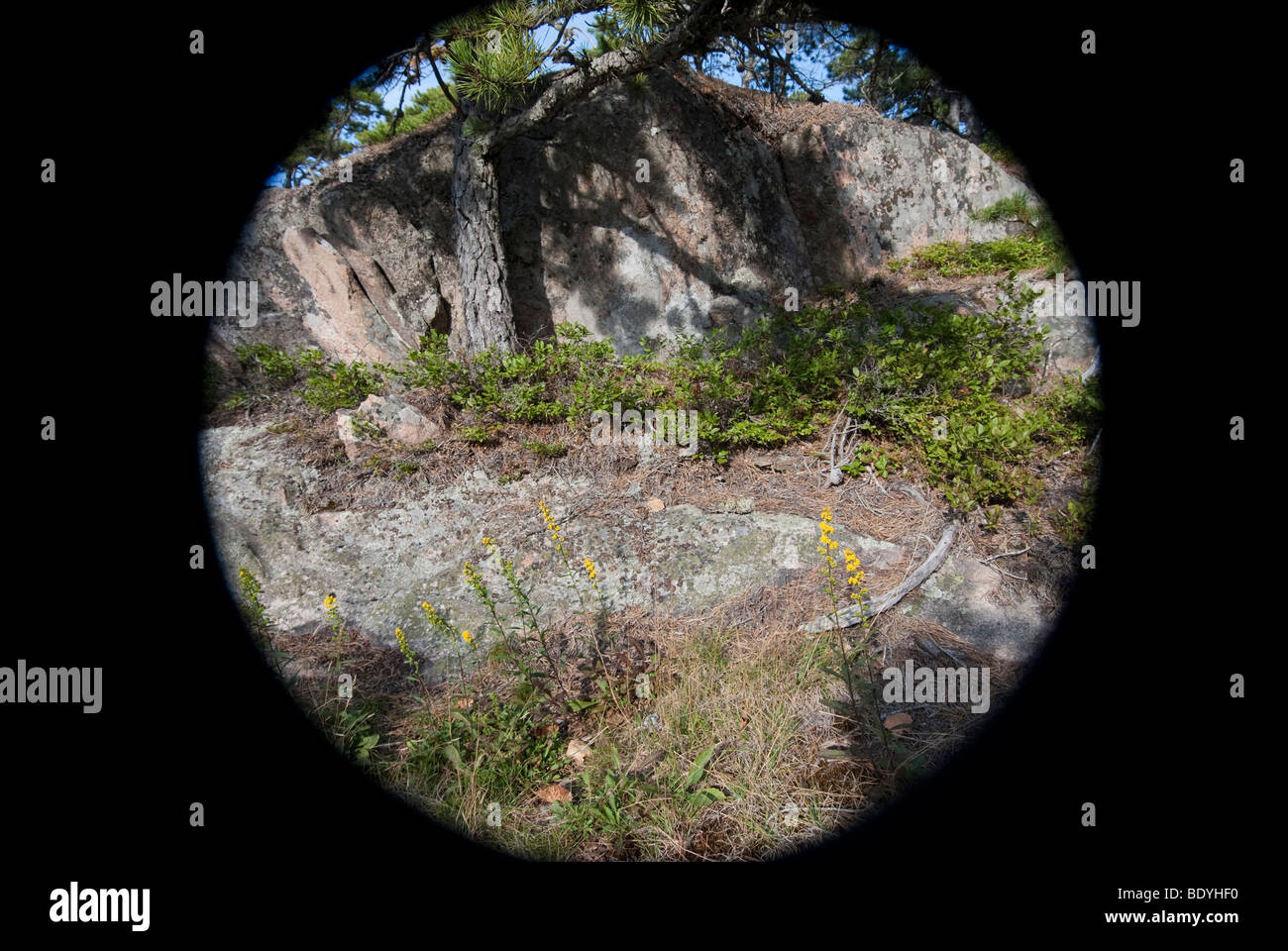 Fiori di colore giallo - Acadia NP Foto Stock