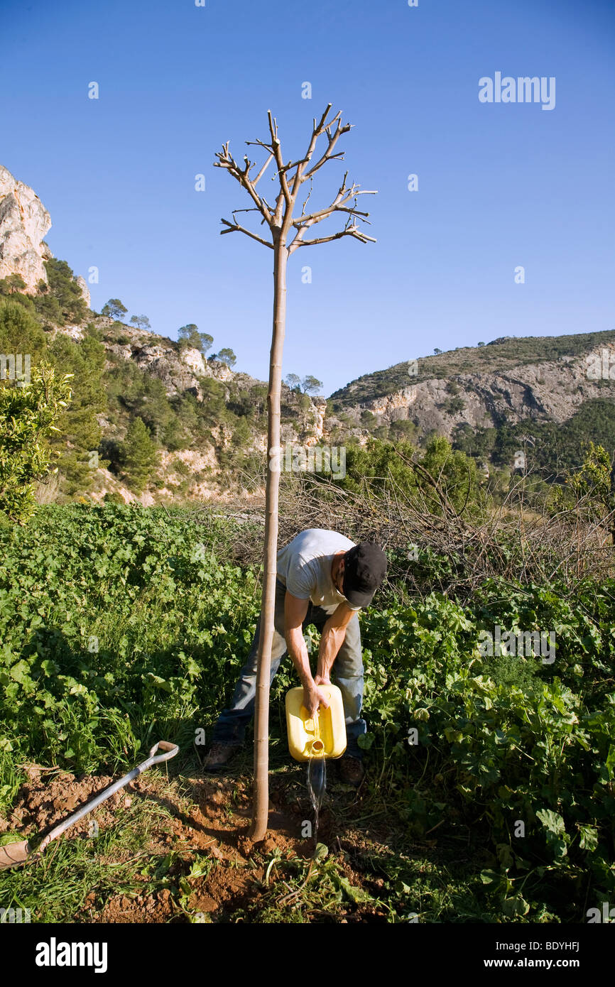 La piantumazione di alberi in fattoria organica in Spagna Foto Stock