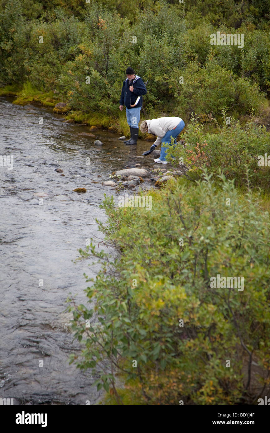 Una donna di panning per oro in un ruscello vicino alla Autostrada Denali nel deserto remoto ad est del Parco Nazionale di Denali. Foto Stock