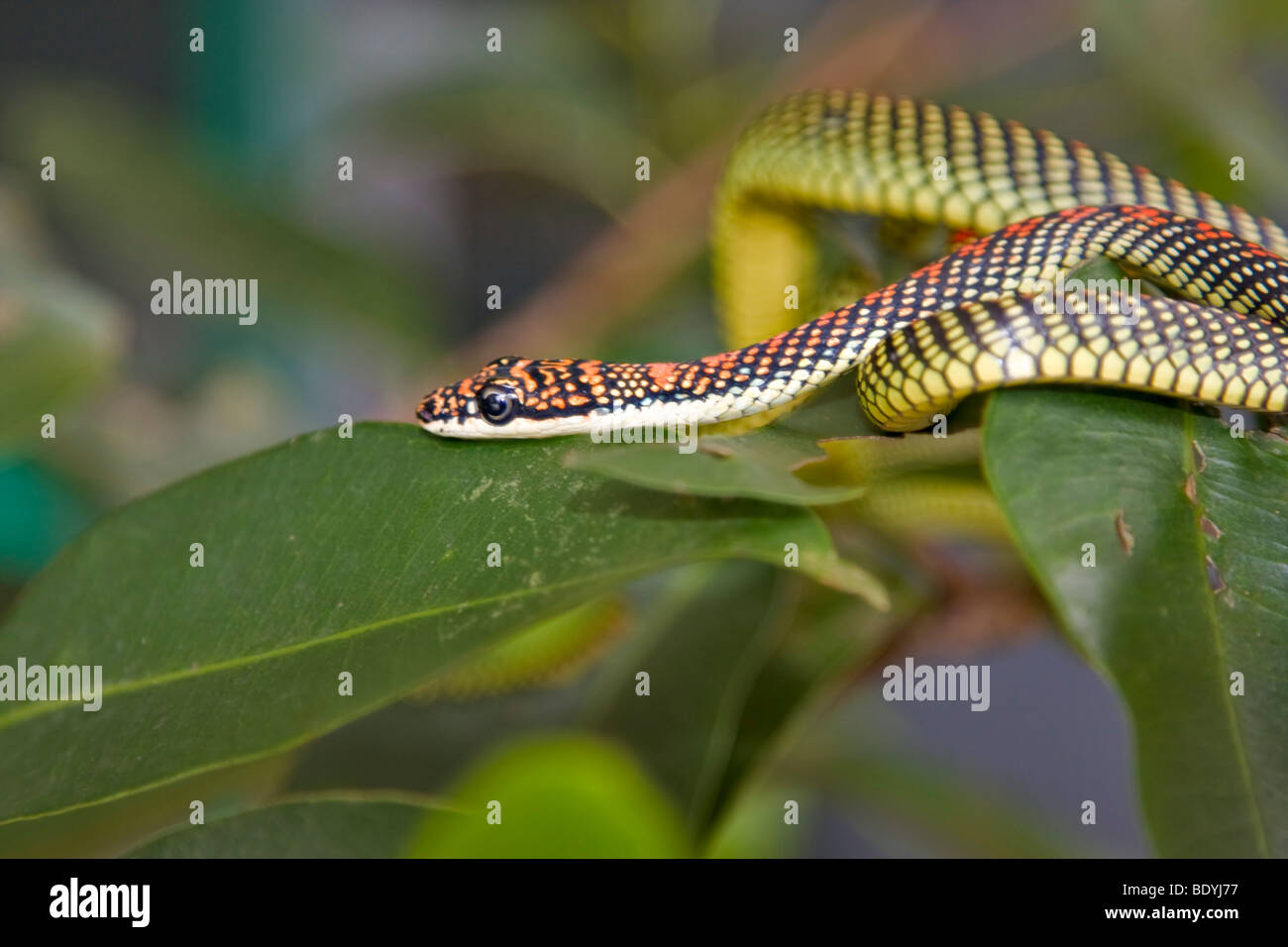 Paradiso albero snake, Chrysopelea paradisi Foto Stock