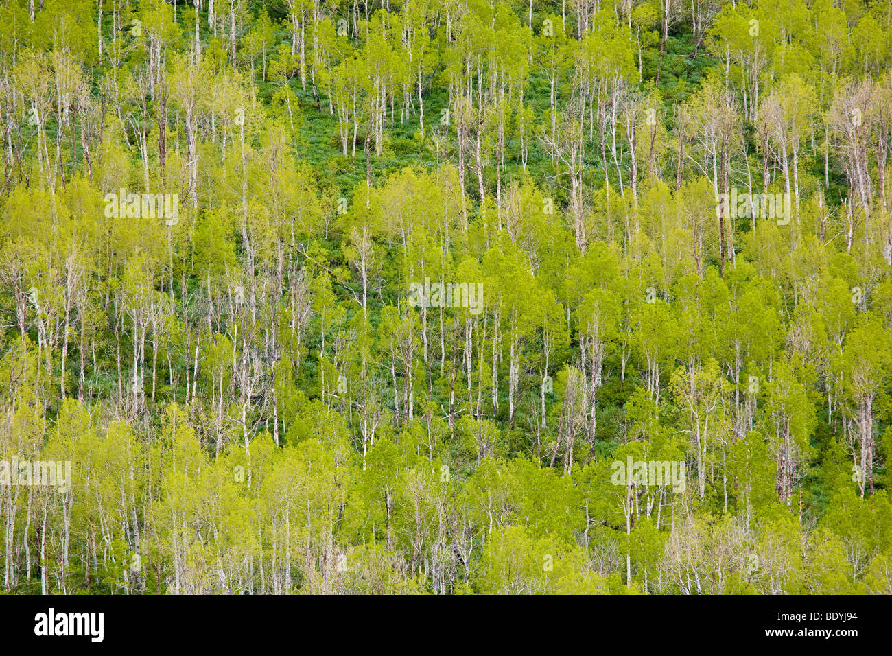 American Aspen alberi con fogliame a molla sul versante della montagna in Utah fuori Salt Lake City, Stati Uniti Foto Stock