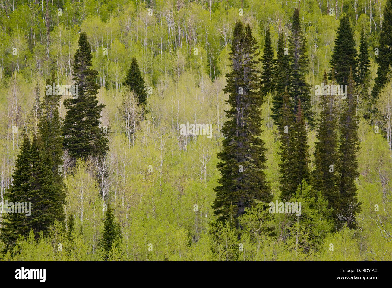 American Aspen alberi con fogliame a molla sul versante della montagna in Utah fuori Salt Lake City, Stati Uniti Foto Stock