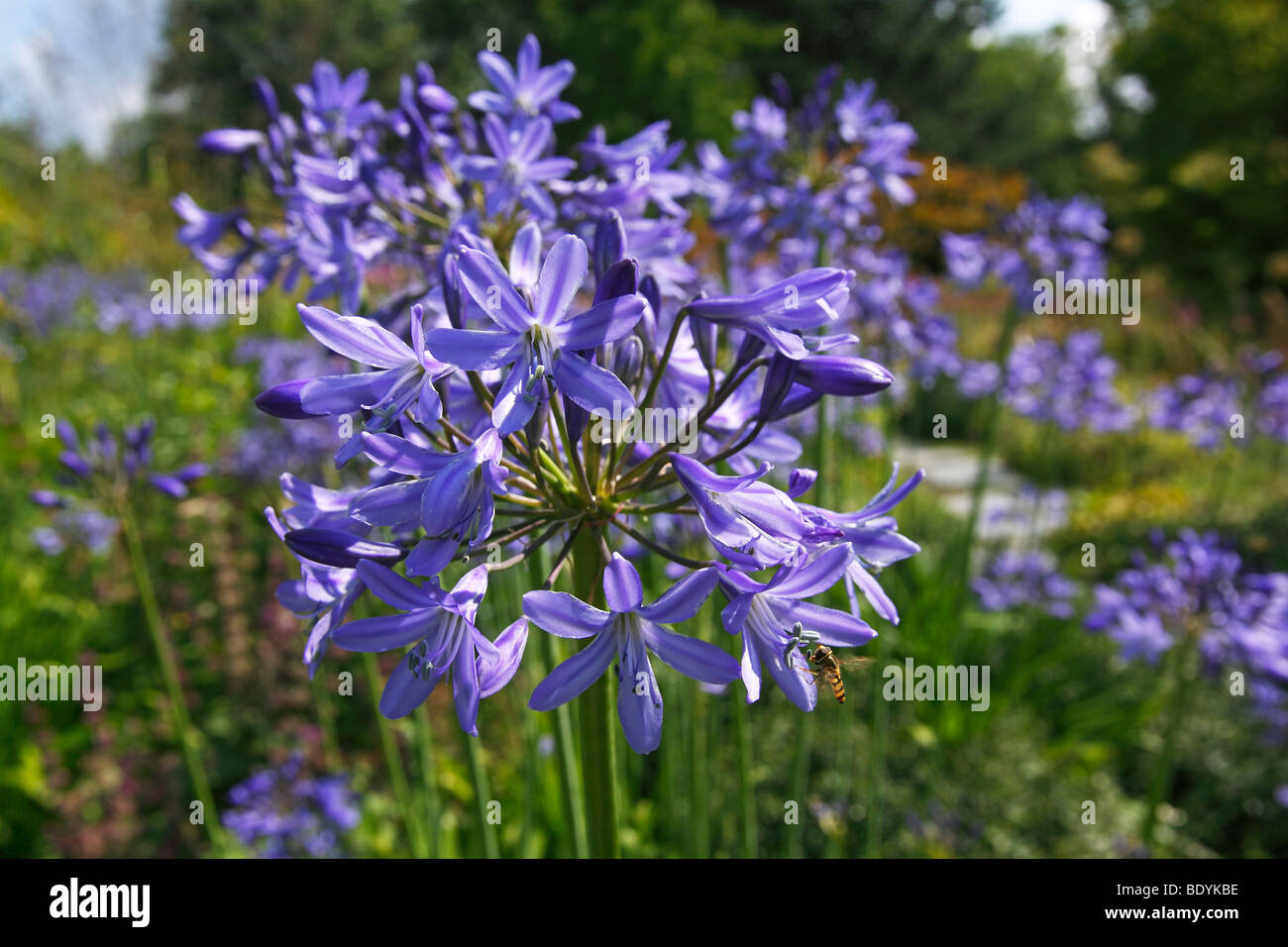 Il giglio del Nilo, giglio azzurro, Giglio africano, Agapanthus comune (Agapanthus praecox ssp. orientalis) Foto Stock