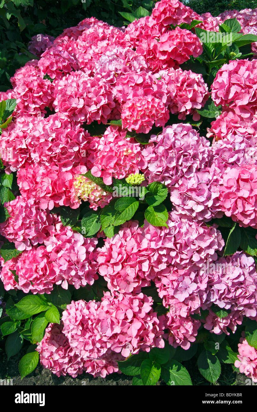Hortensia, Bigleaf Hydrangea, Francese Hydrangea, Pizzo Cap Hydrangea, Lacecap ortensia (Hydrangea macrophylla ibrido). Foto Stock