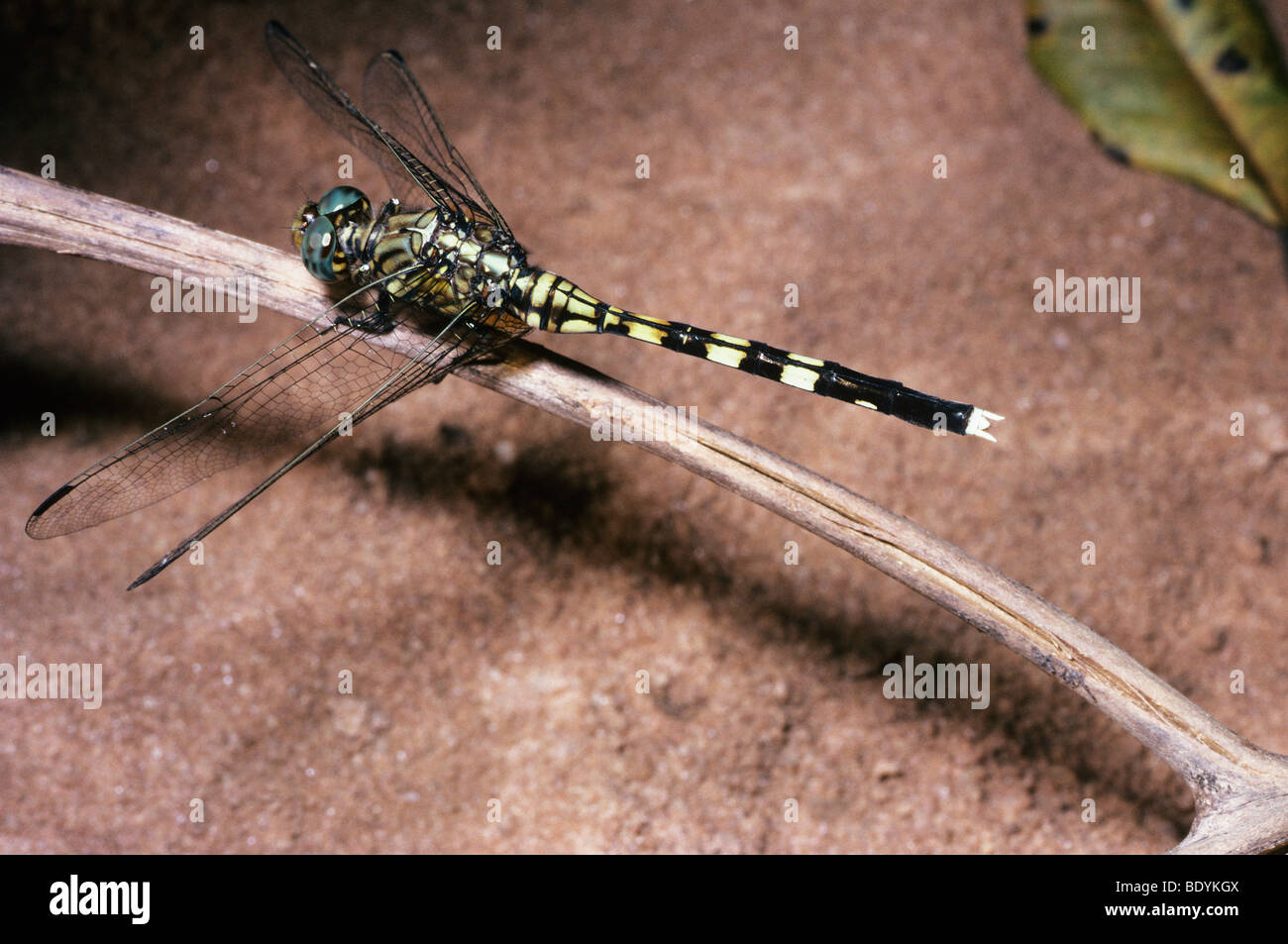 Oasis skimmer dragonfly (Orthetrum sabina: Libellulidae), Kenya Foto Stock