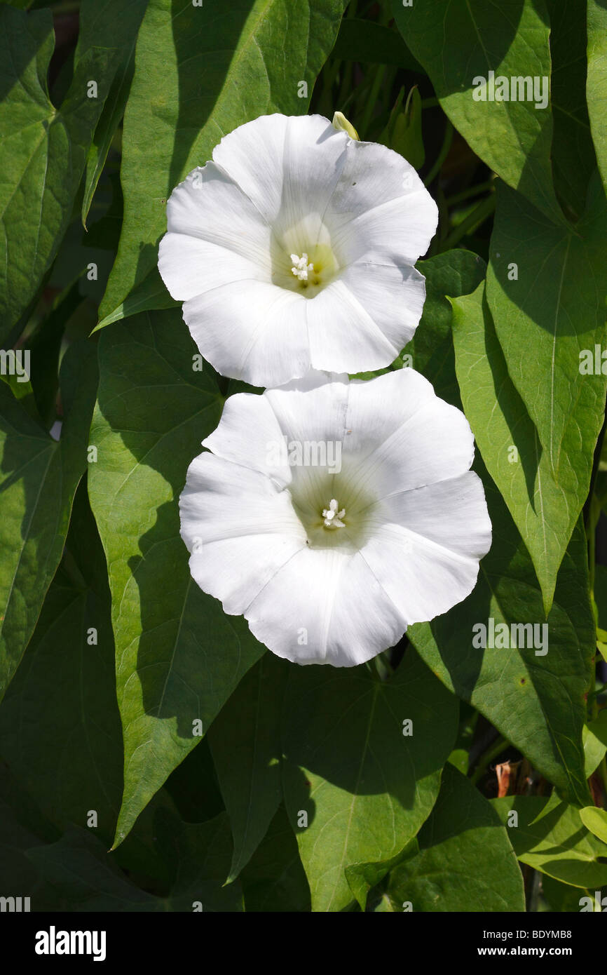 Maggiore fioritura centinodia, Hedge Centinodia, Rutland bellezza (Calystegia sepium ssp. sepium, Convolvulus sepium) Foto Stock