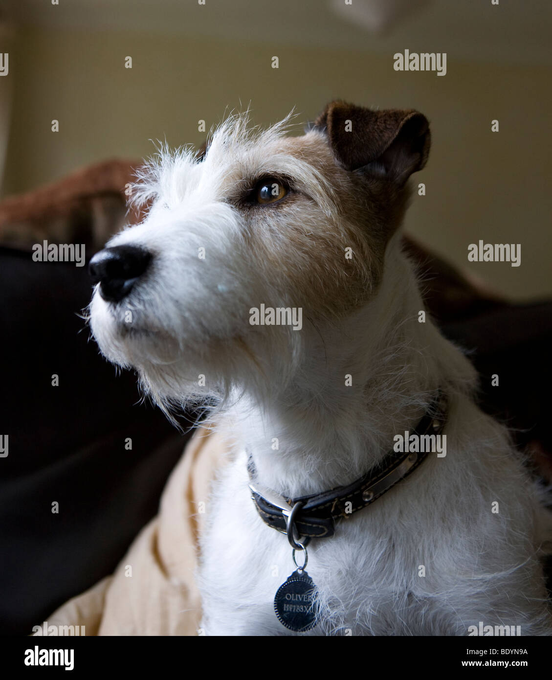 Jack Russell cane, Foto Stock