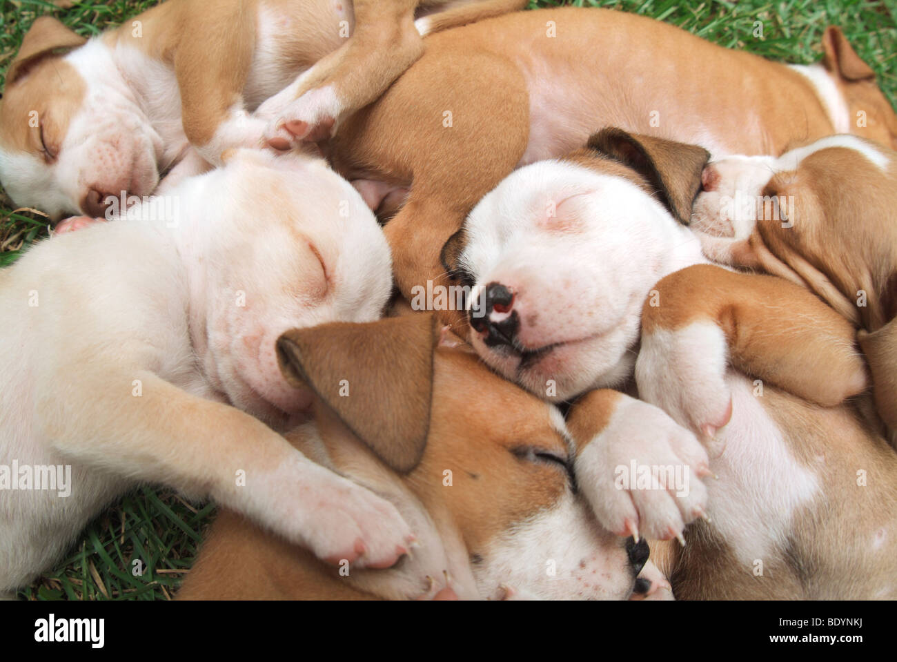 Pila di sleeping Pit Bulldog cuccioli Foto Stock