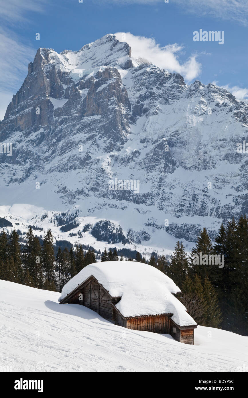Wetterhorn mountain (3692m), Grindelwald, regione di Jungfrau, Oberland bernese, alpi svizzere, Svizzera Foto Stock