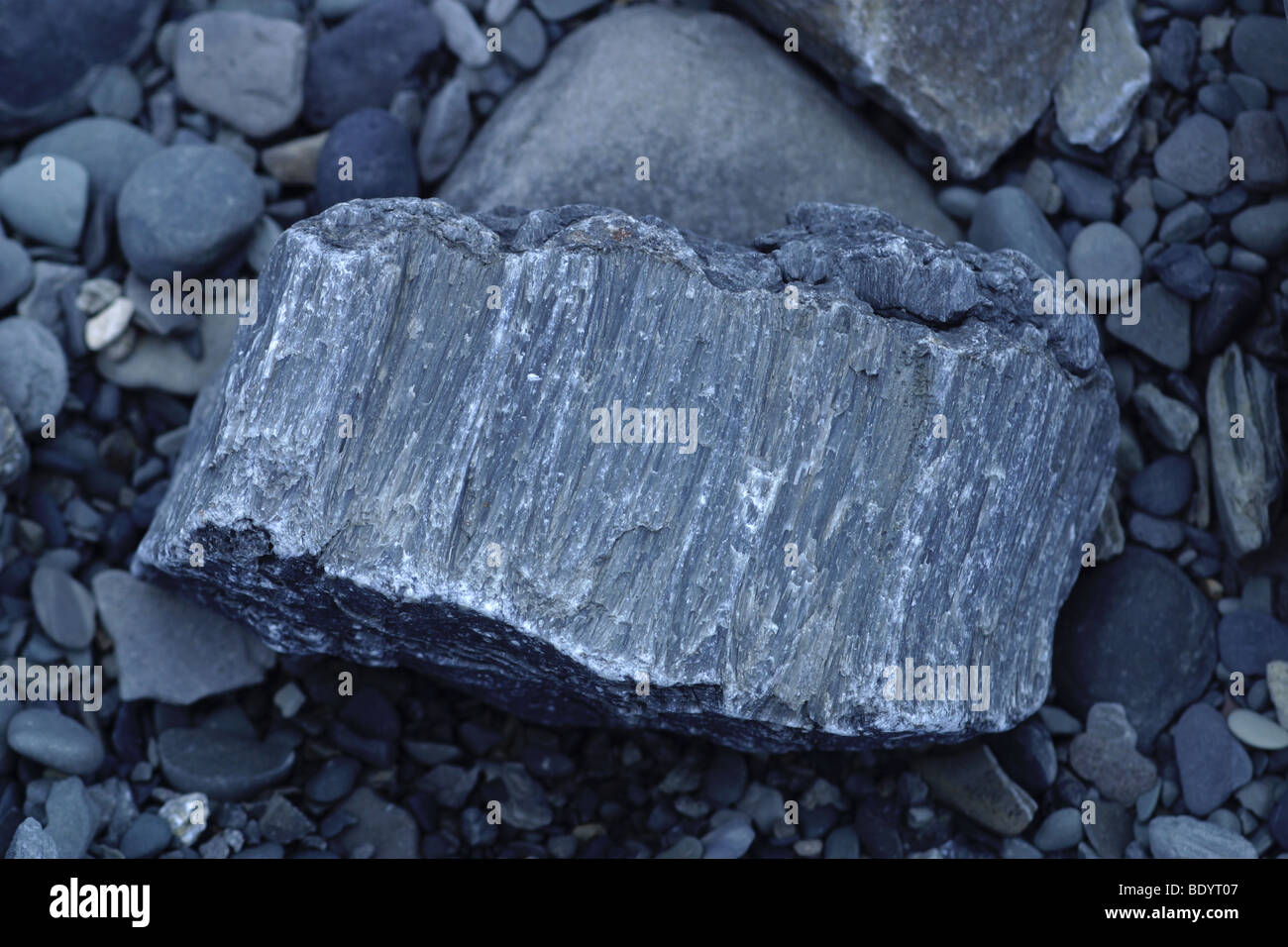 Legno fossile sulla spiaggia. Canale di Bristol. Somerset. Foto Stock