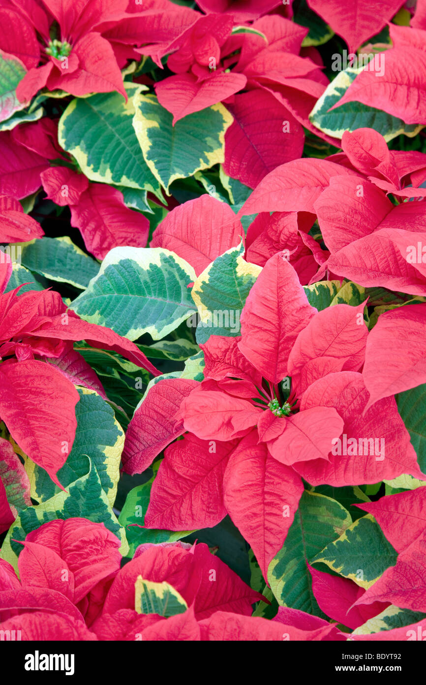 Holly punto Poinsettias. Al's nursery, Sherwood Foto Stock