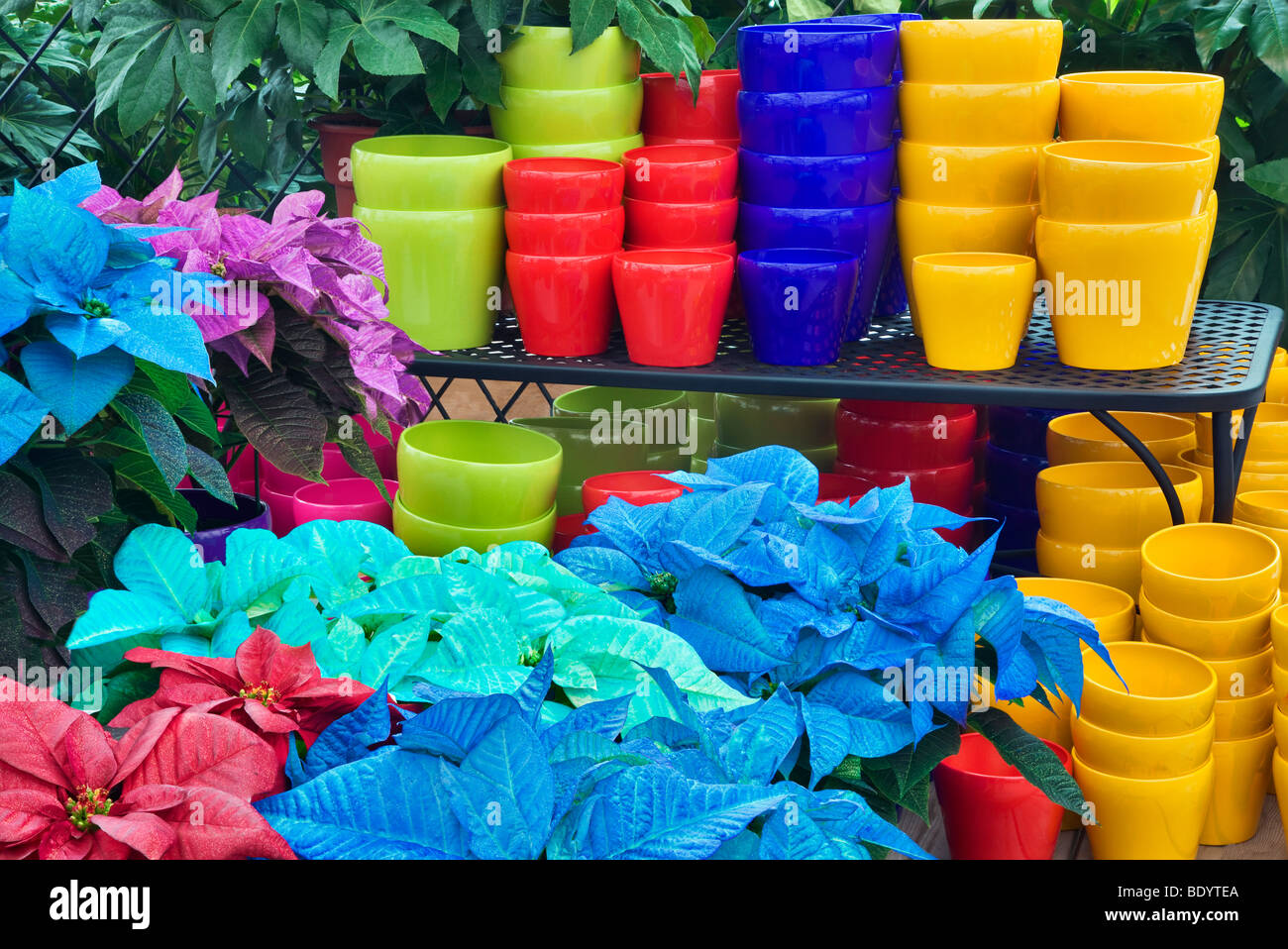 Vasi colorati e poinsettias colorati. Al giardino del vivaio. Sherwood, Oregon Foto Stock