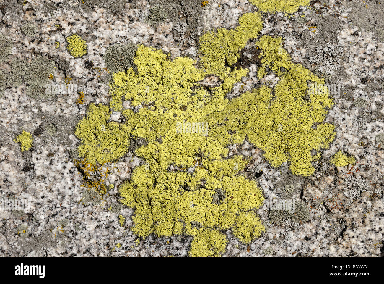 Mappa lichen (Rhizocarpon geographicum) e crustose lichen sulla roccia di quarzo, il Monte San Jacinto del Parco Statale di Palm Springs, meridionale Foto Stock