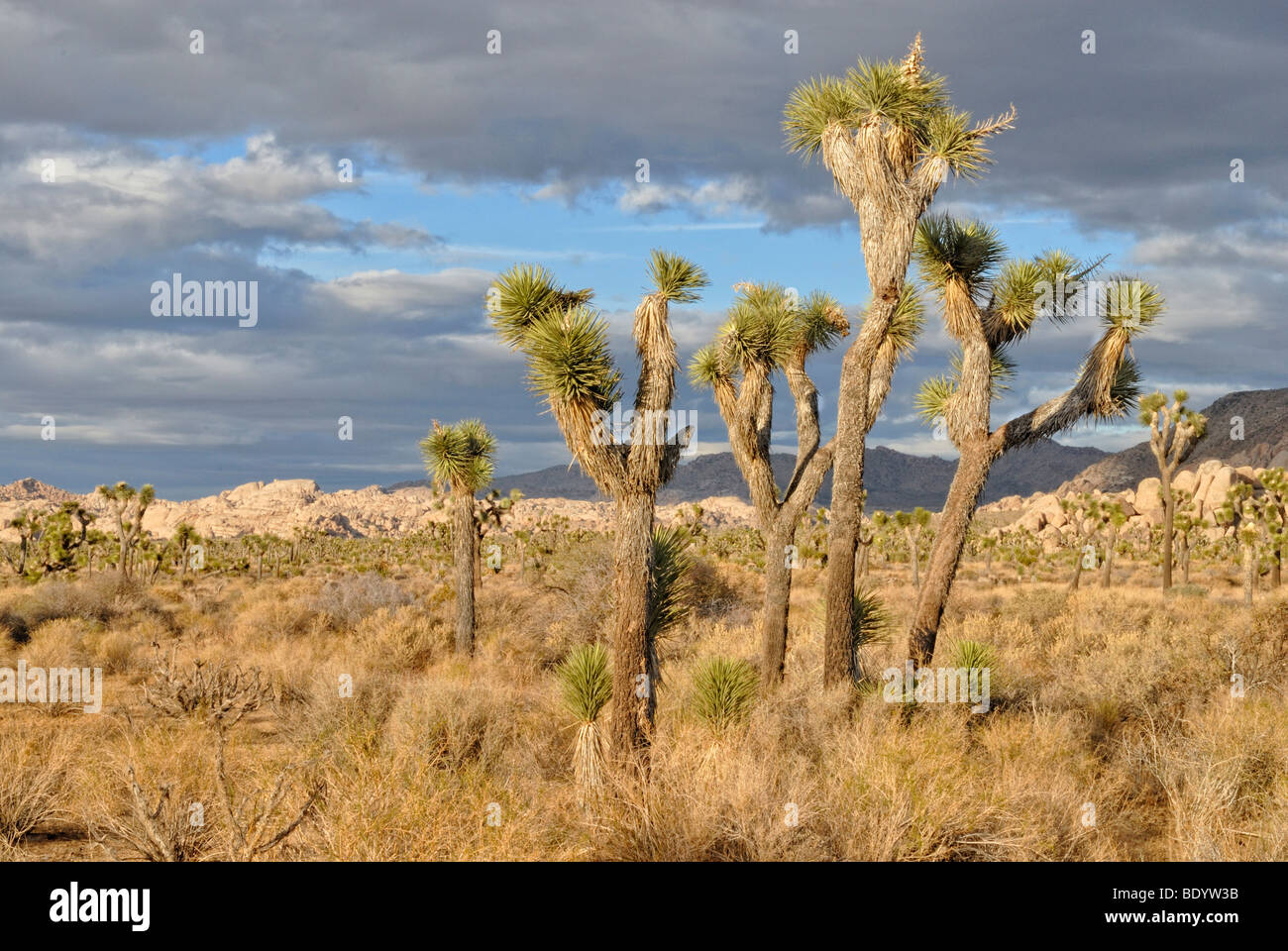 Alberi di Joshua (Yucca brevifolia) davanti a formazioni monzogranite, Joshua Tree National Park, Palm Desert, Californi meridionale Foto Stock