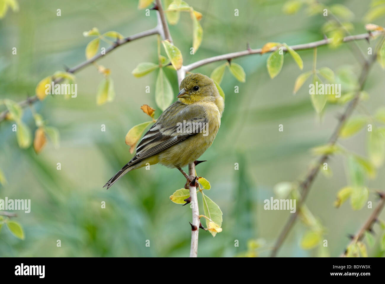 Minor Cardellino o Dark-backed Cardellino (Carduelis psaltria), giovane bird, Parco Living Desert Palm Desert, Californi meridionale Foto Stock