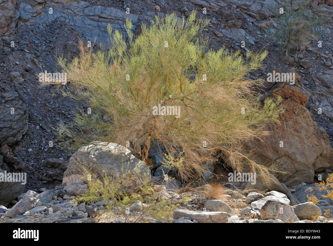 Palo Verde Tree (Cercidium microphyllum), dipinta Canyon, Mecca Hills, Indio, nel sud della California, California, Stati Uniti d'America Foto Stock