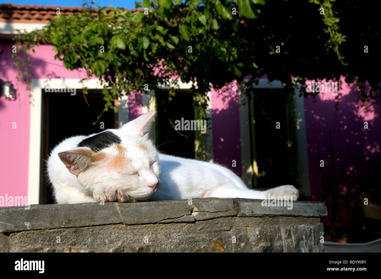 Cat cattura 40 winks sulla parete nel sole del pomeriggio in città vecchia Alonissos, Grecia Foto Stock