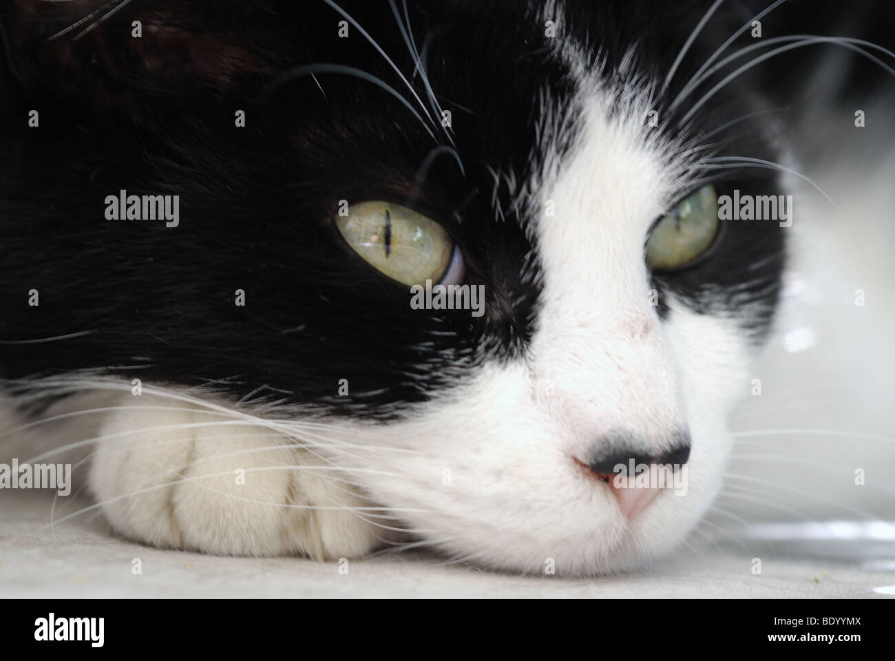 Ritratto di un bianco e nero Cat con protagonista nella fotocamera. Foto Stock