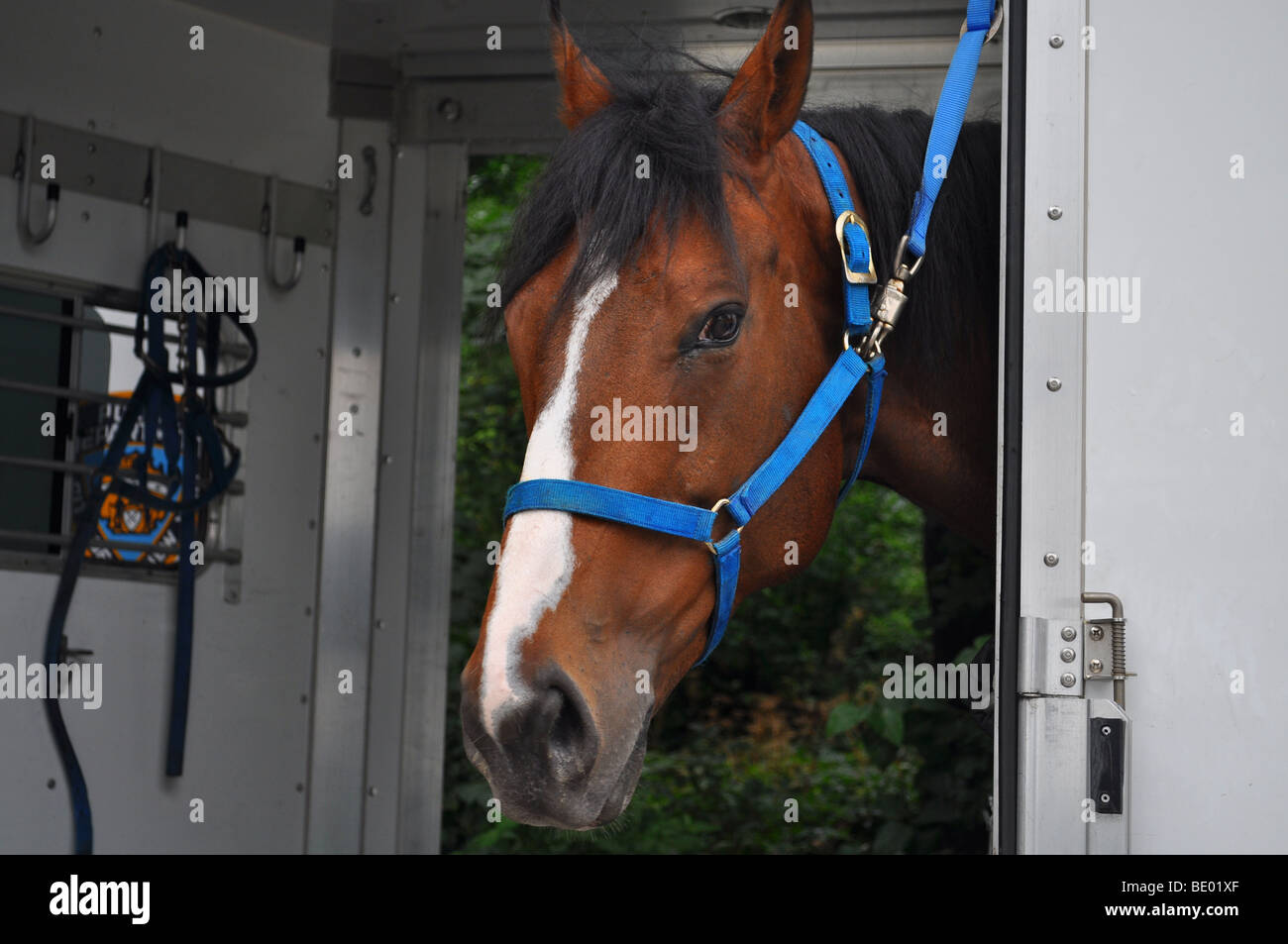 La città di New York NYPD polizia montata a cavallo Foto Stock