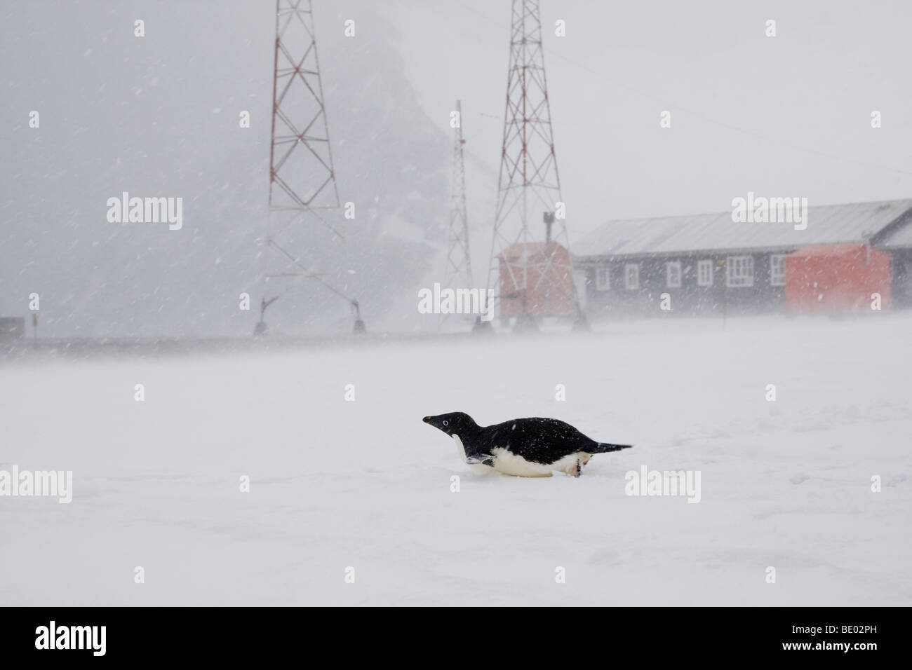 1 adelie penguin slittino rapidamente attraverso la neve durante una tempesta di neve ventoso, whiteout blizzard a base nel sud delle Isole Orkney, Antartide Foto Stock