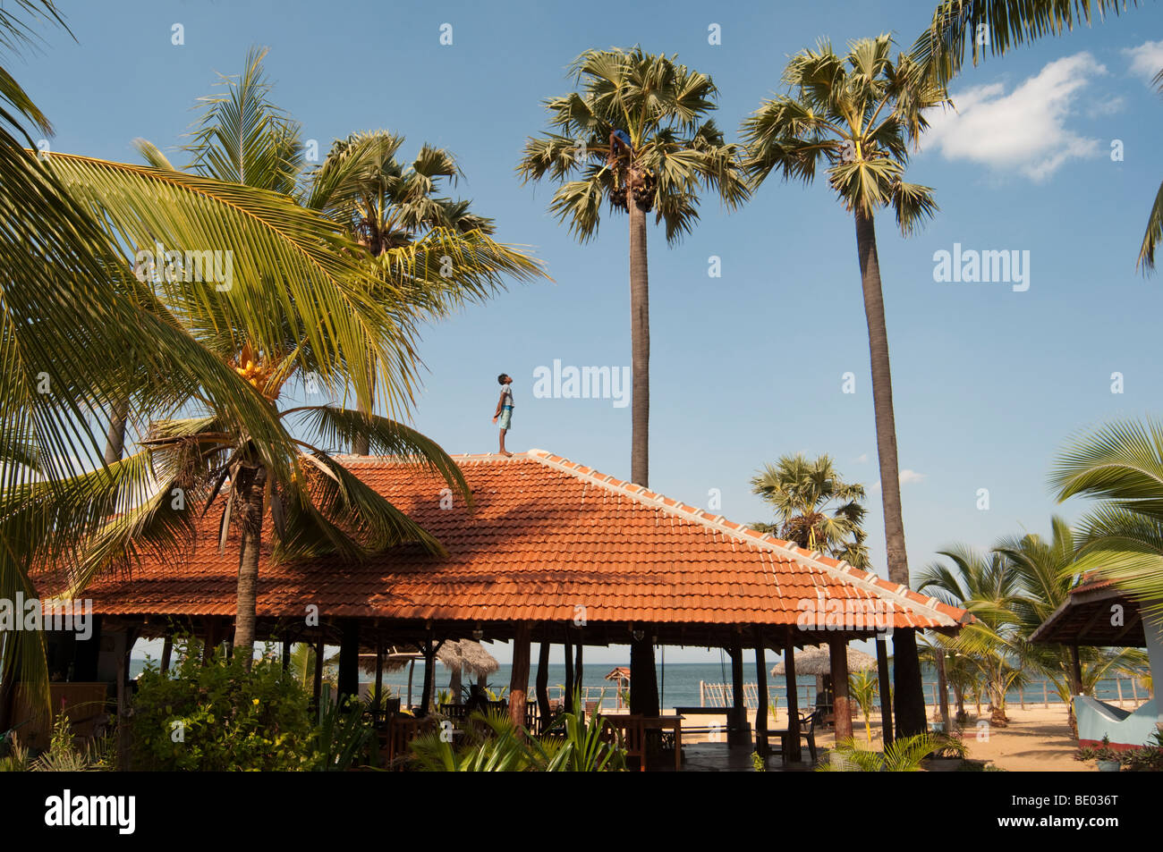 Palmyra tree Sri Lanka arrampicata Asia sud est di taglio di frutta, Rocco's hotel Arugam Bay Foto Stock