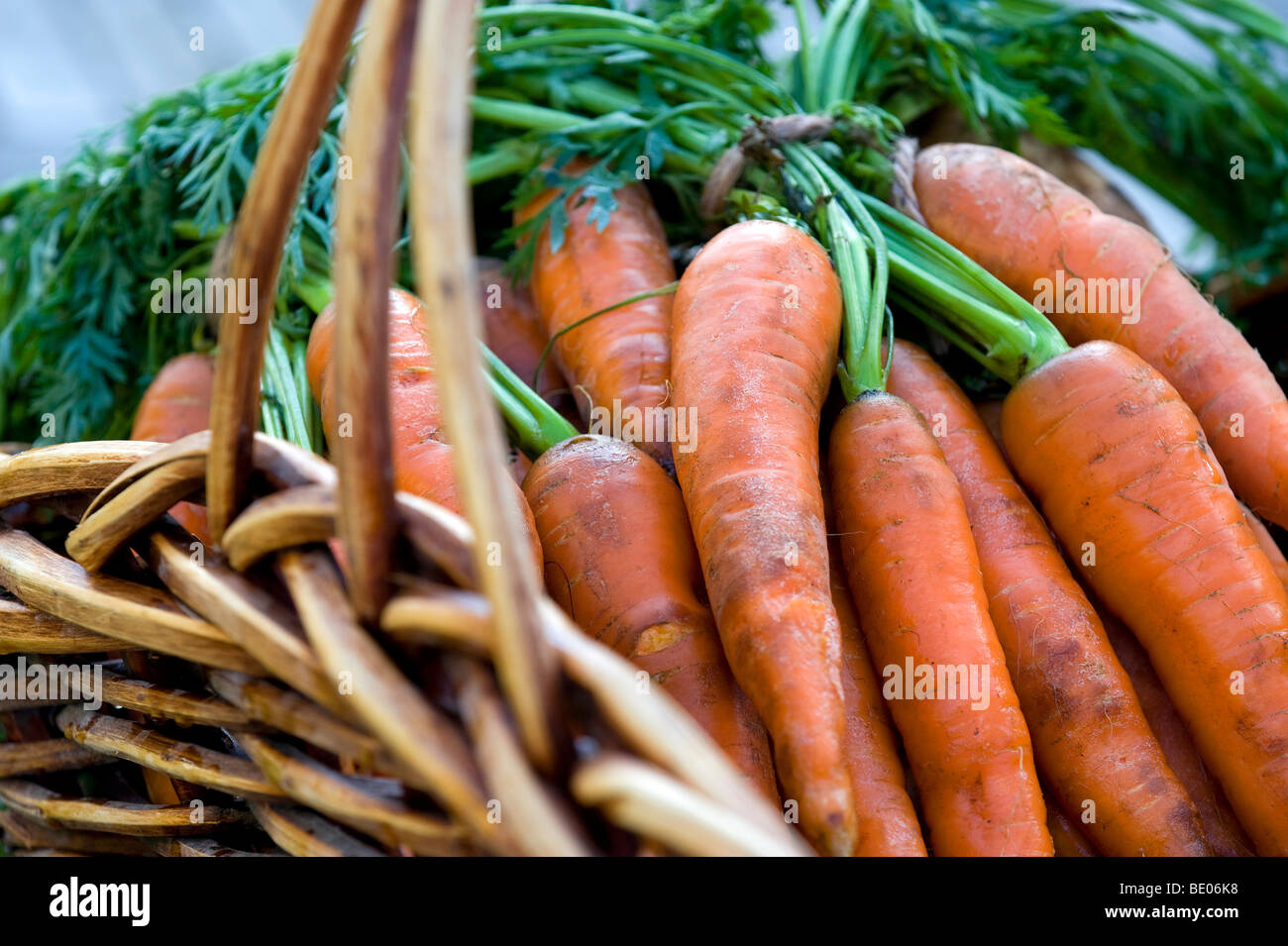 Carote organico nel cesto di vimini Foto Stock