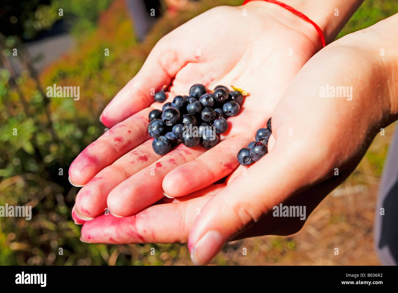 Mirtilli selvatici in mano Foto Stock