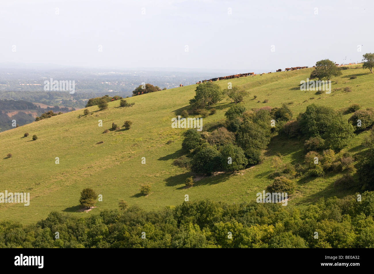 Opinioni su South Downs del Sussex di campi e terreni agricoli Alberi e colline Foto Stock