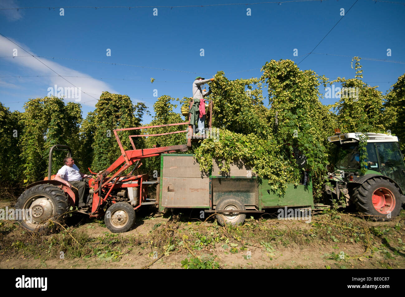 Taglio di raccolta del luppolo nel Kent Hop Garden Foto Stock