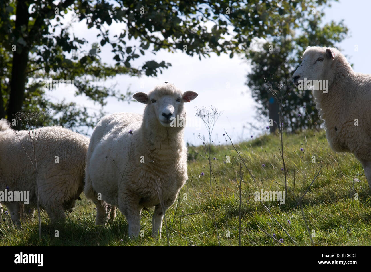 Allevamento di pecore sul South Downs del Sussex Foto Stock