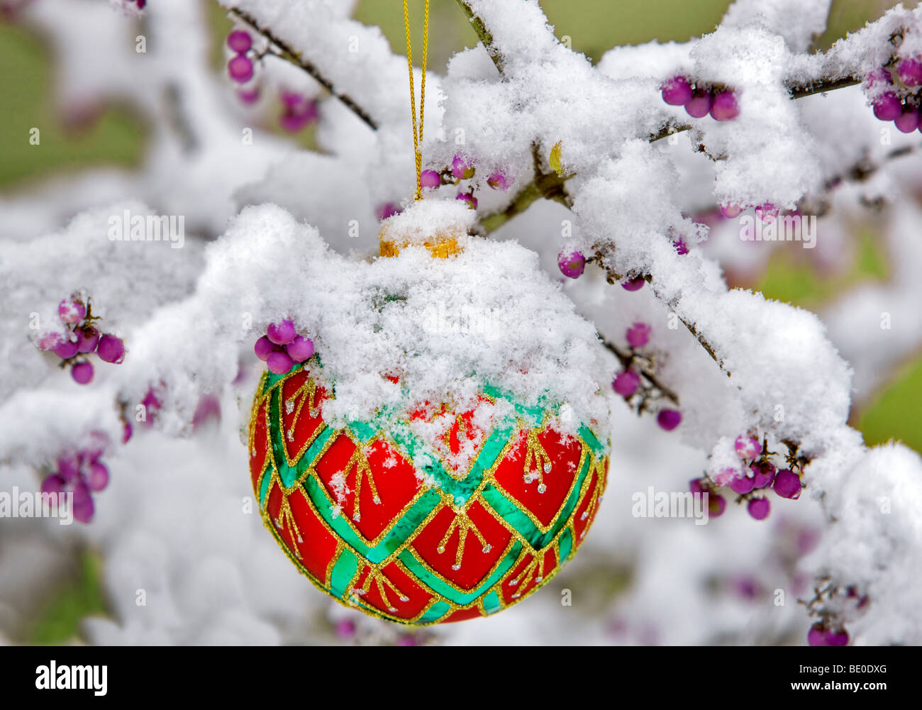 Albero di natale ornamento in coperta di neve bellezza Bush con bacche di colore viola. Foto Stock