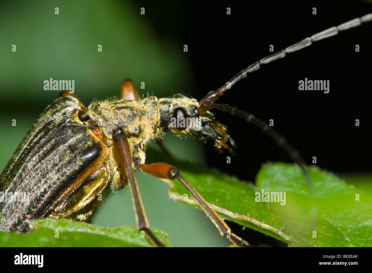 La variabile Longhorn Beetle (Stenochorus / Stenocorus meridianus) Foto Stock