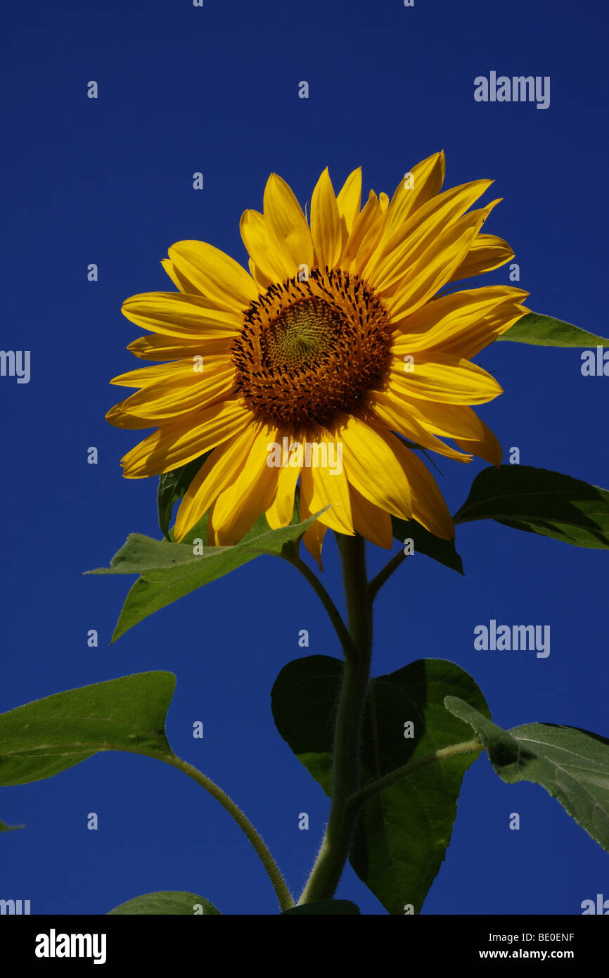 Sun Flower in estate Foto Stock