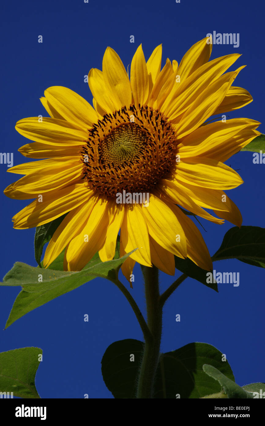 Sun Flower in estate Foto Stock